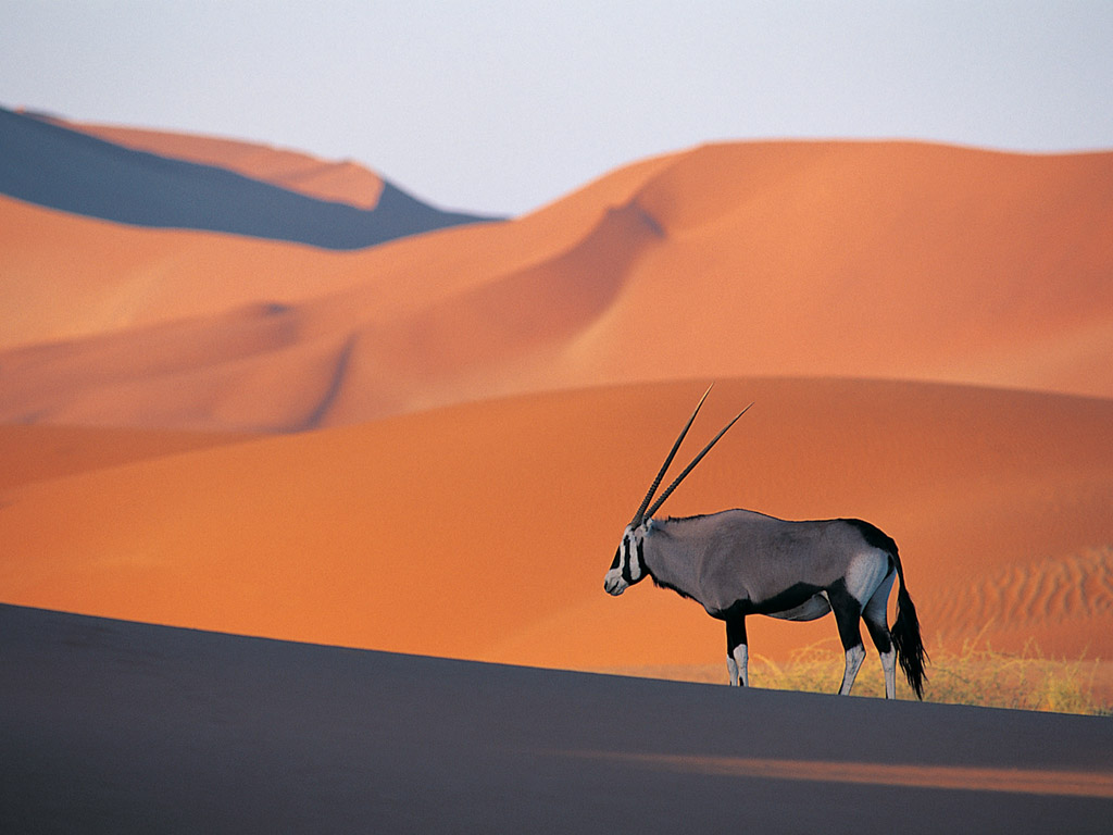 oryx antelope.jpg